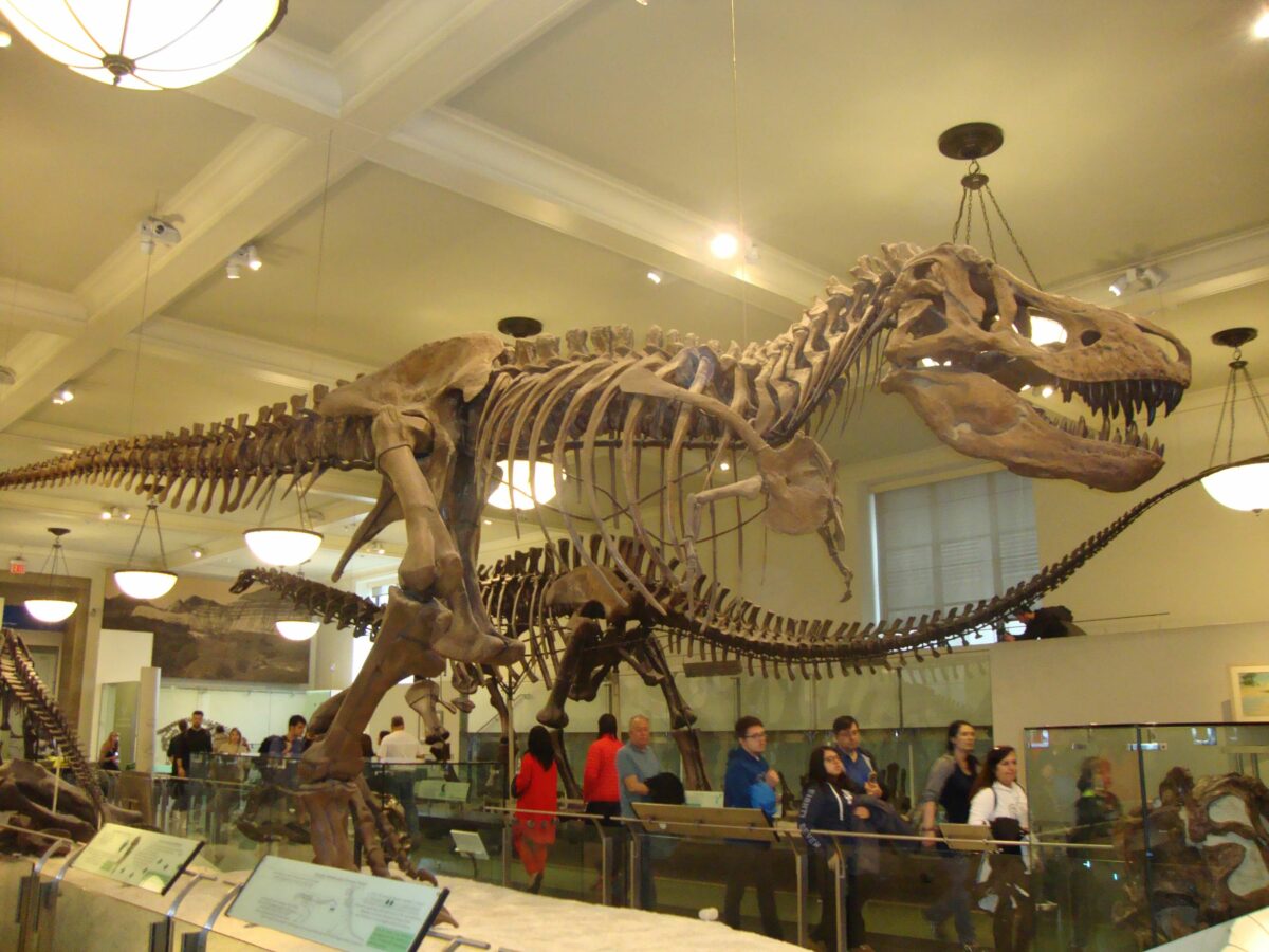 Cenário de filmes conhecidos, o Museu de História Natural é proporciona muitas aventuras aos visitantes.